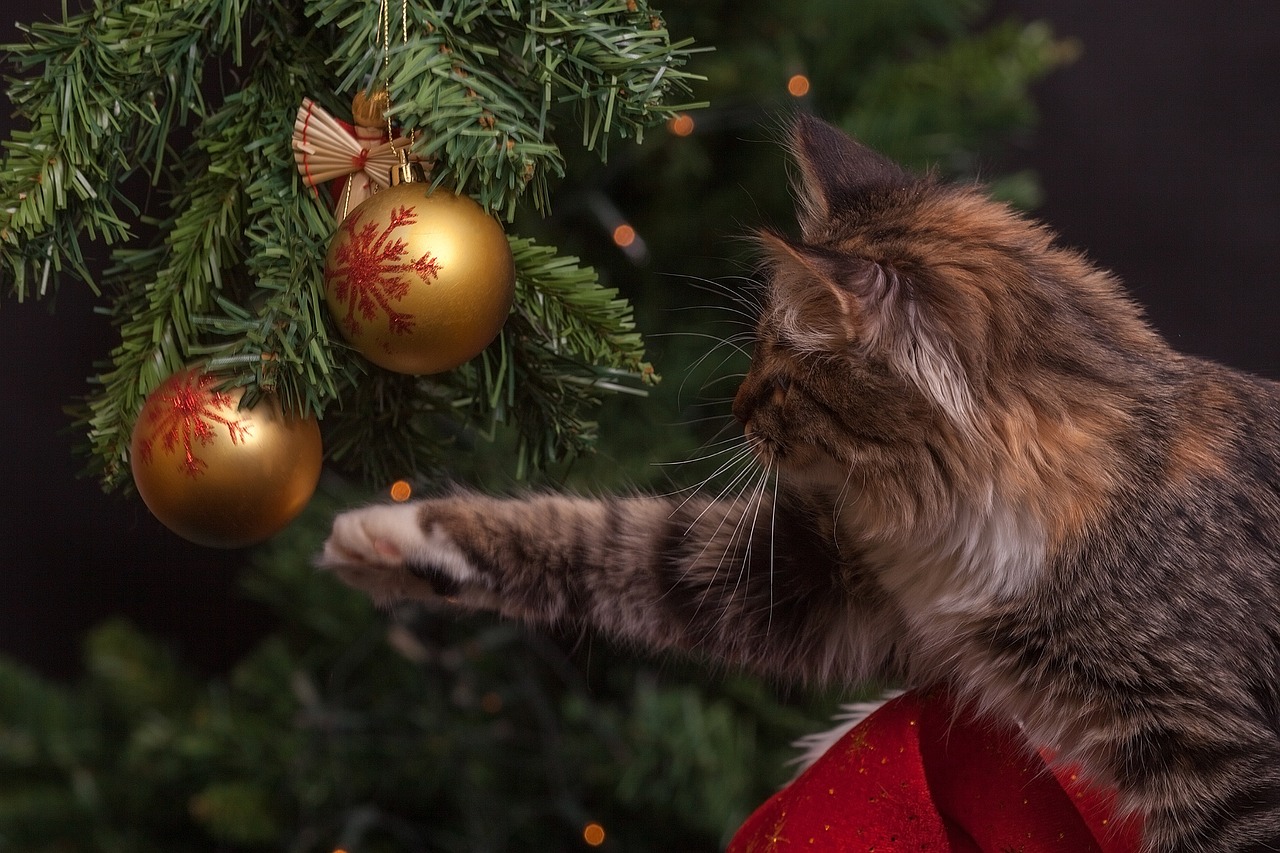 Cat-1822979_1280